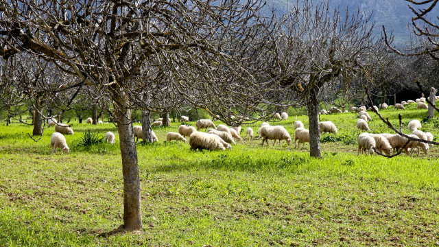 RB6 Almendros y bodegas